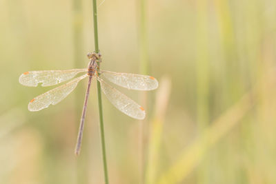 Close-up of dragonfly on plant