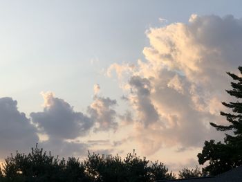 Low angle view of trees against sky