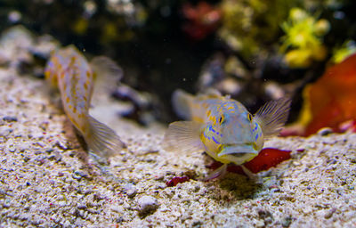 Fish swimming in sea