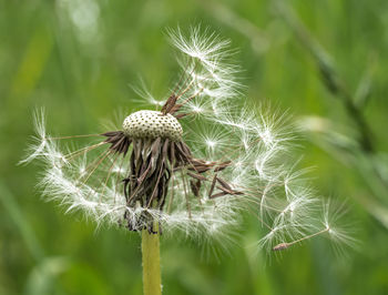 Close-up of dandelion on plant