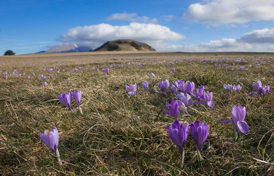 Purple crocus flowers on field