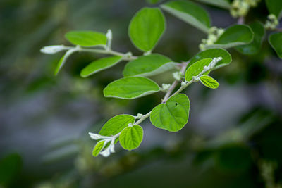 Close-up of green leaves