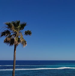 Palm tree by sea against clear blue sky