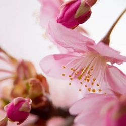 Close-up of pink flower