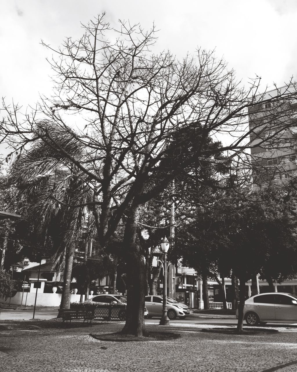 tree, bare tree, building exterior, architecture, built structure, branch, transportation, sky, land vehicle, car, street, road, city, mode of transport, tree trunk, growth, day, clear sky, sunlight, outdoors