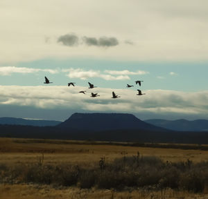 Birds flying over mountains against sky