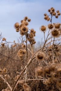 Close-up of wilted flower on field against sky