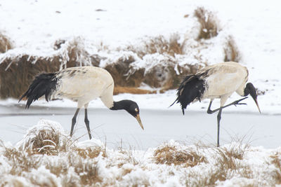 Black-necked cranes at frozen lakeshore