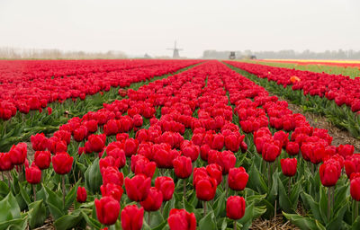 Close-up of red tulips in field