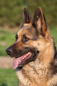 Close-up of a dog looking away