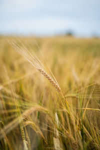 Close-up of wheat growing on field