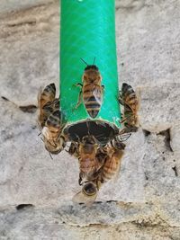Close-up of insect on wall