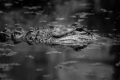 Close-up of crocodile swimming in lake