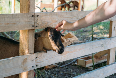 Goats on the farm. brown goat standing in wooden shelter. woman feeds the goats on the farm