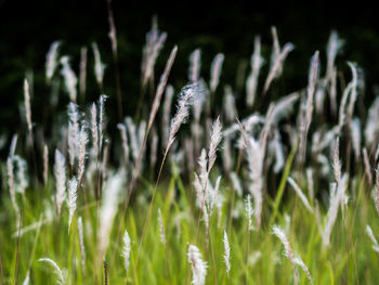 Close-up of stalks in field