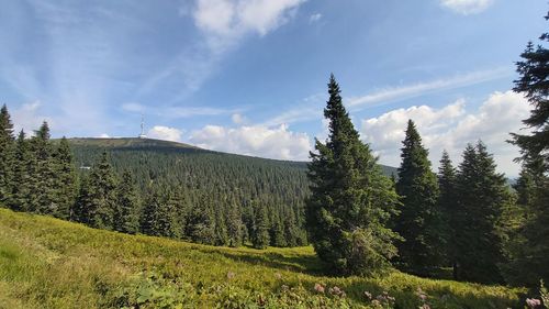 Panoramic view of trees on field against sky