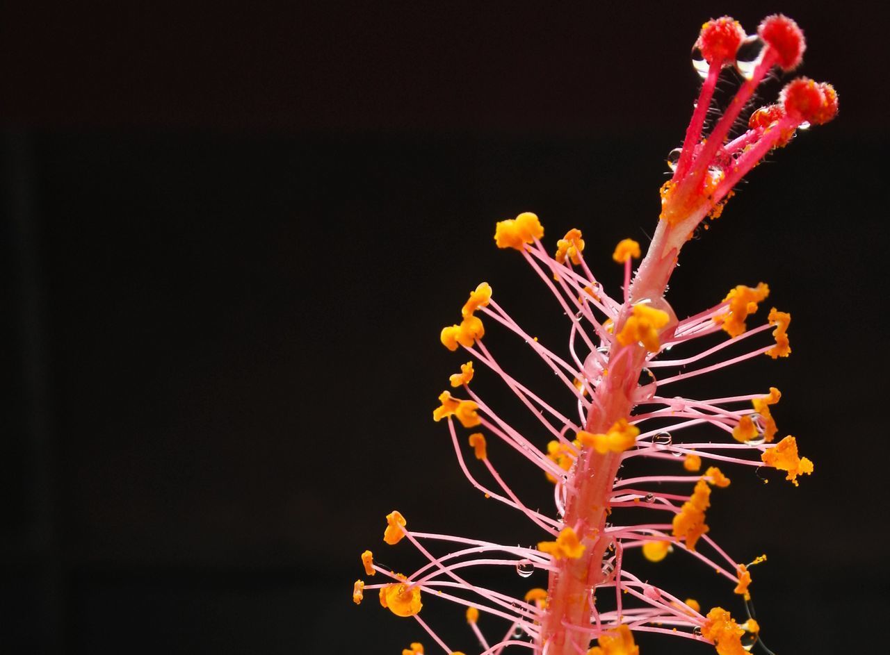 LOW ANGLE VIEW OF FLOWER AGAINST BLACK BACKGROUND