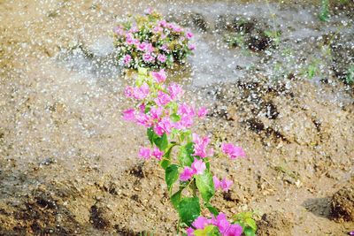 High angle view of pink flowering plants