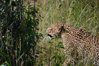 View of a cat on grass