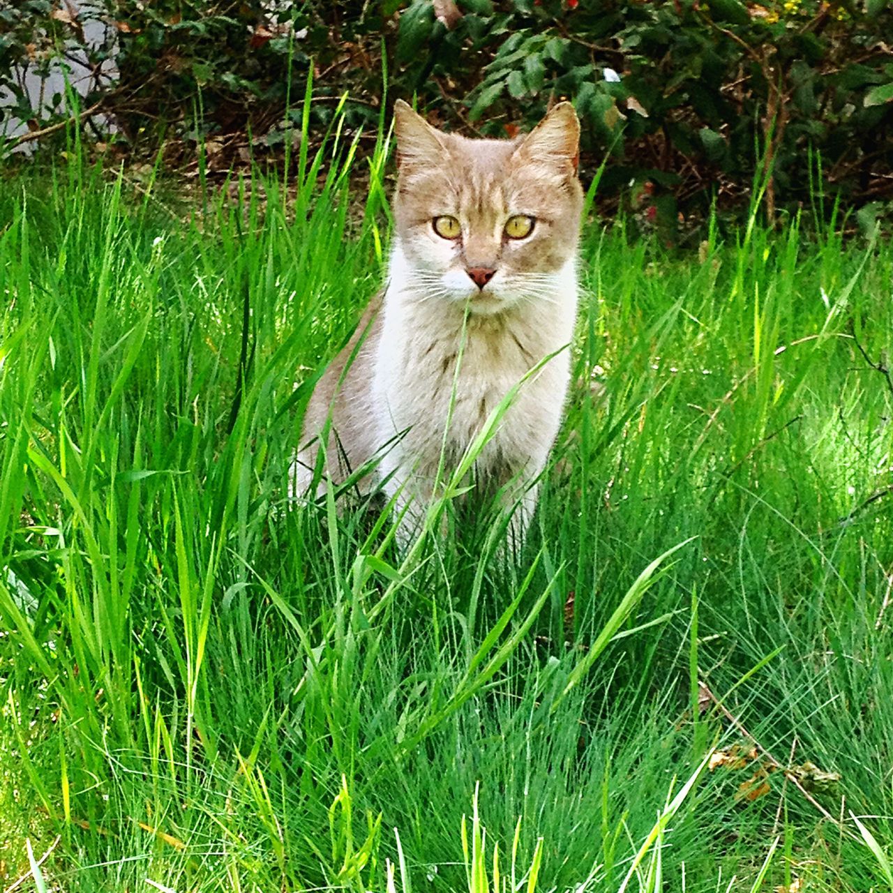 domestic cat, cat, one animal, pets, animal themes, feline, domestic animals, grass, portrait, looking at camera, mammal, whisker, staring, green color, sitting, alertness, field, plant, grassy, front view