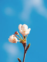 Low angle view of flowering plant against blue sky