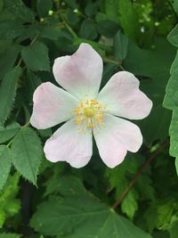 Close-up of flower blooming outdoors