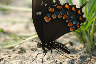 Close-up of butterfly
