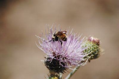 Close-up of honey bee pollinating on flower