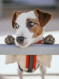 Close-up portrait of dog looking at camera