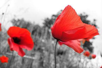 Close-up of red poppy flowers