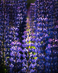Close-up of purple flowering plants on field