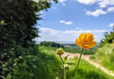 Close-up of yellow flowering plant on field against sky