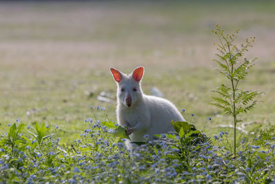 Wild albino wallaby at bruny island tasmania australia