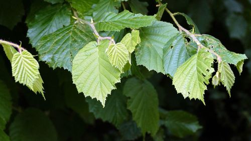 Close-up of leaves