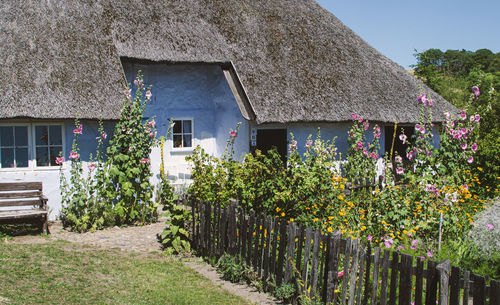 Plants growing by old lightblue house