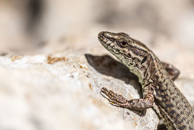 Close-up of lizard on rock