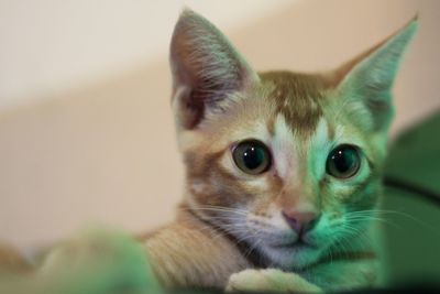 Close-up portrait of cat