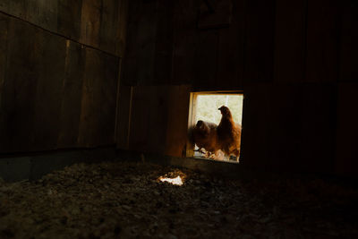 Two red hens at the entrance to a small chicken coop on a rural farm