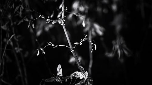 Close-up of plant against blurred background