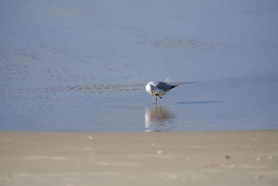 Seagull on beach