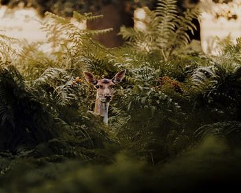 Red deer amongst forest undergrowth