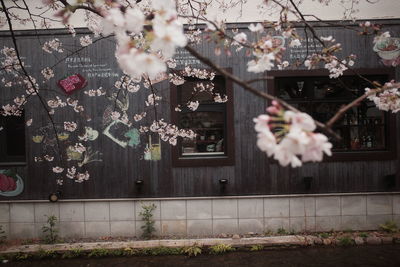 Cherry blossoms in spring