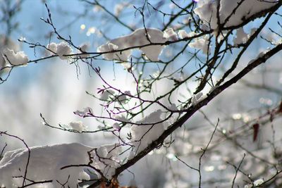 Low angle view of cherry blossom against sky