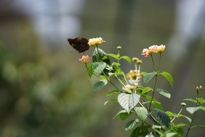 Close-up of white flowering plant