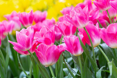 Close-up of pink flowering plants