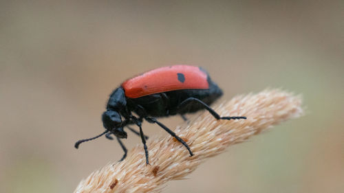 Close-up of ladybug