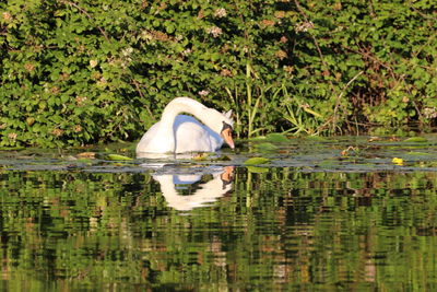 Swan swimming in a lake