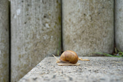 Close-up of snail on wall