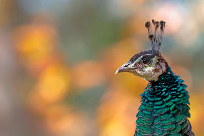 Close-up of peacock