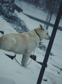 Dog on snow